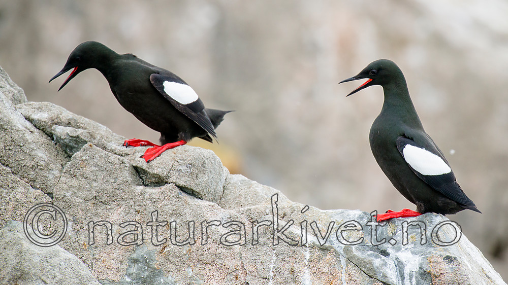 BB 15 0478 / Cepphus grylle / Teist