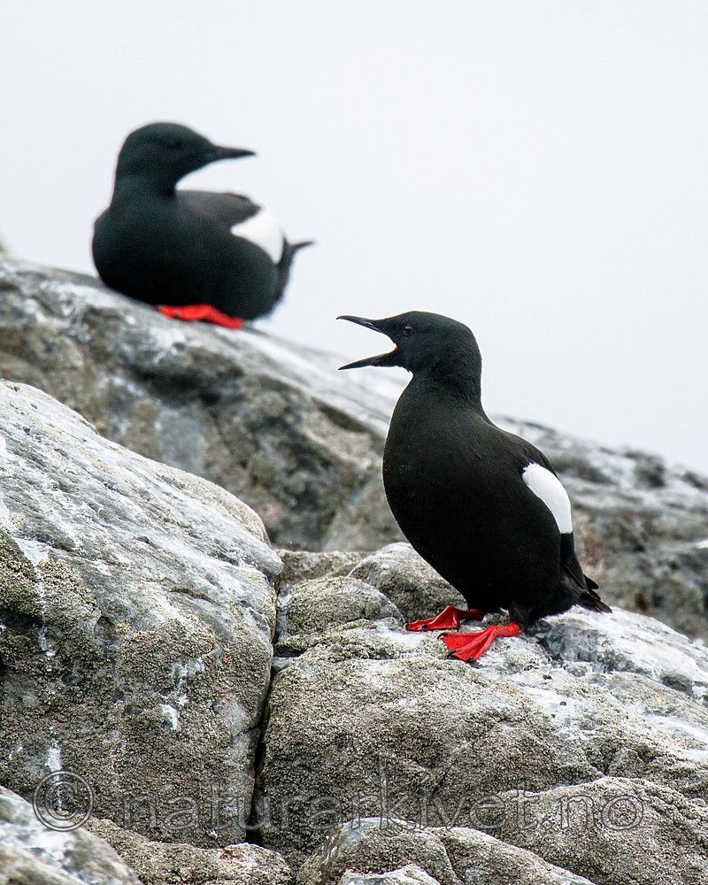 BB 15 0479 / Cepphus grylle / Teist