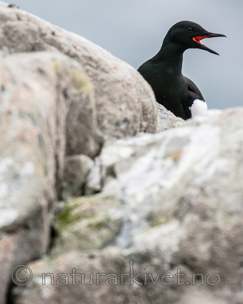 BB 15 0481 / Cepphus grylle / Teist