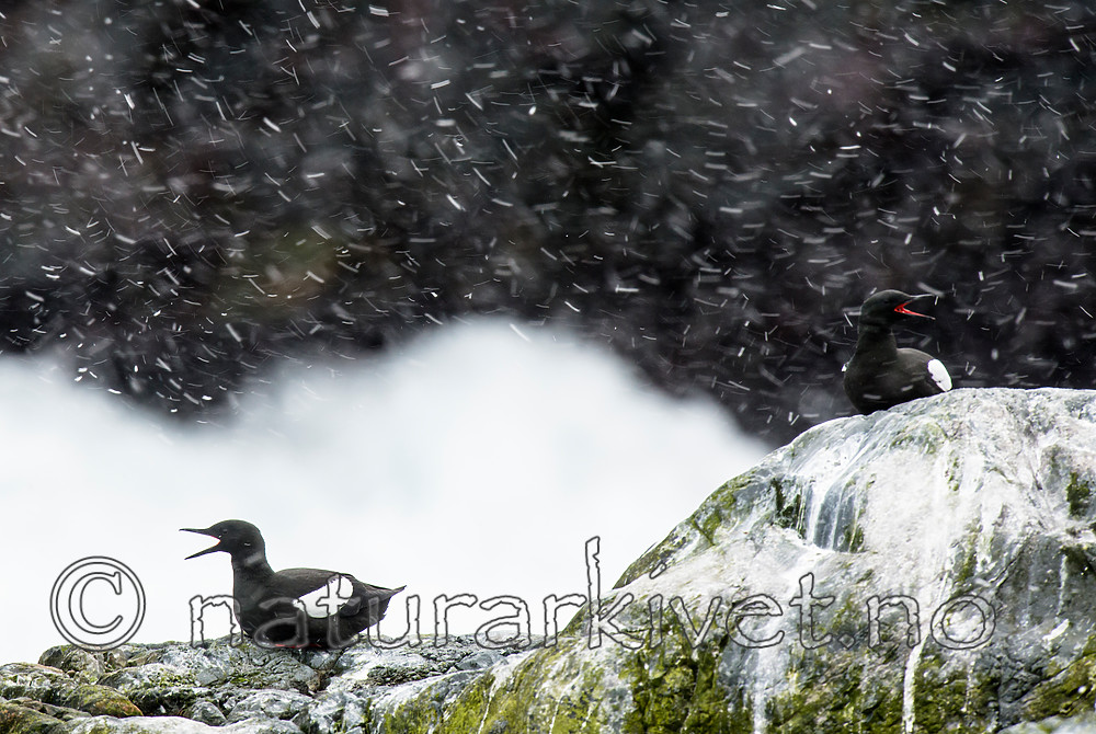 BB 15 0484 / Cepphus grylle / Teist