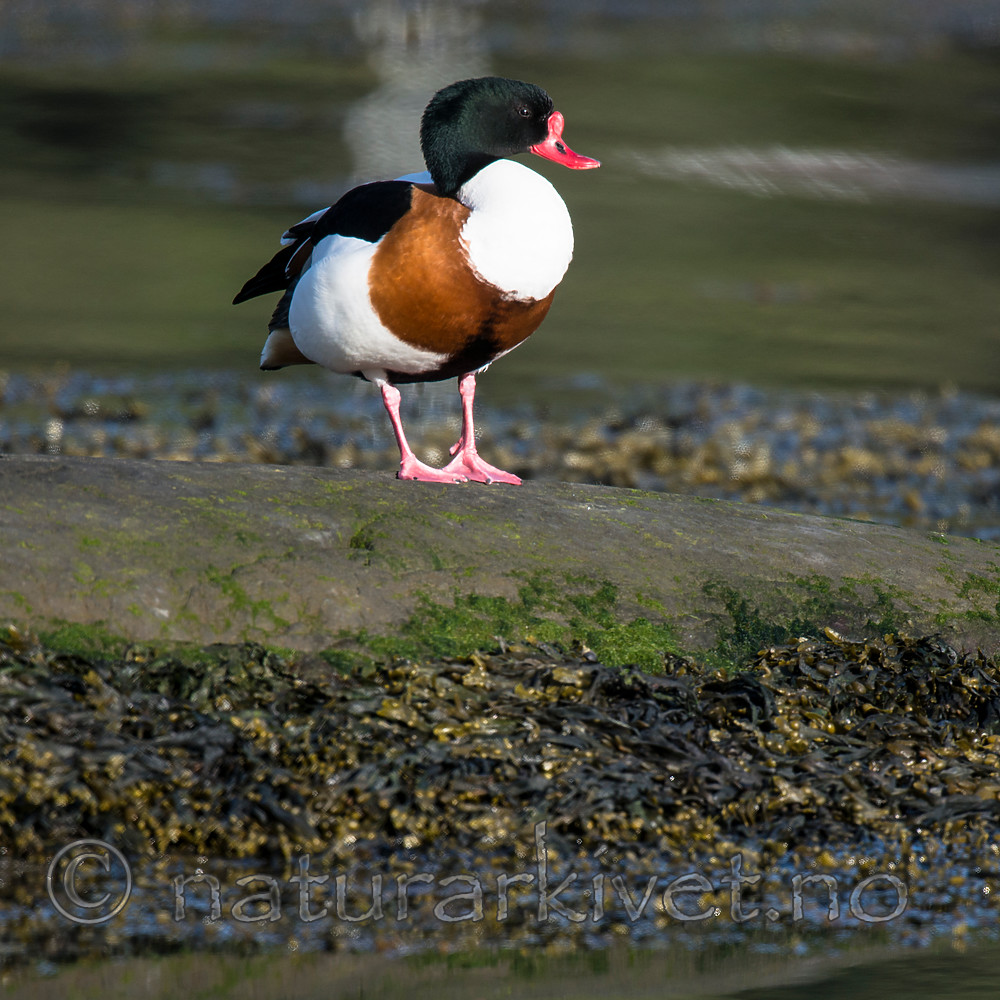 BB 15 0486 / Tadorna tadorna / Gravand