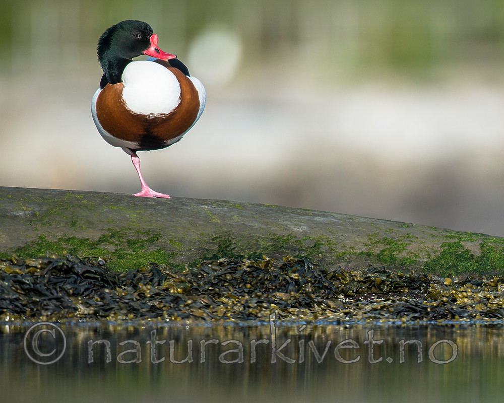 BB 15 0487 / Tadorna tadorna / Gravand