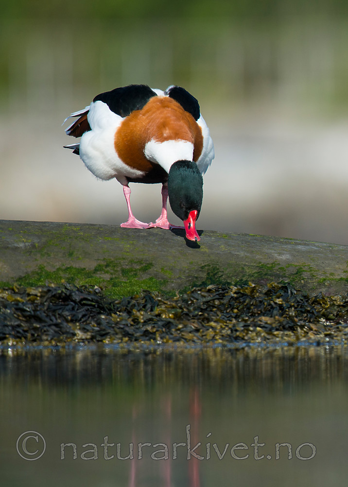 BB 15 0488 / Tadorna tadorna / Gravand