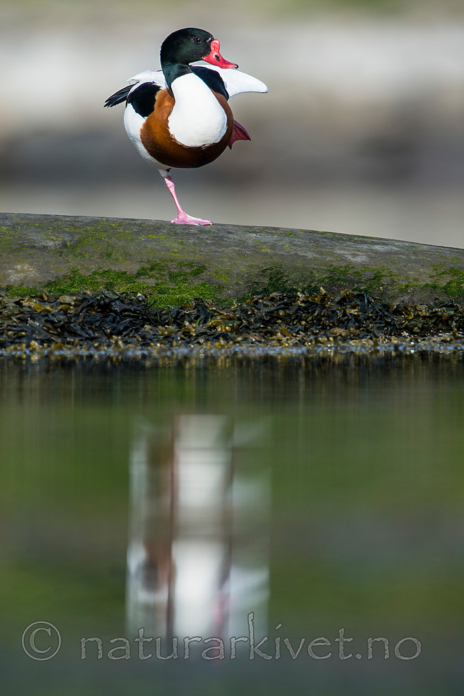 BB 15 0490 / Tadorna tadorna / Gravand