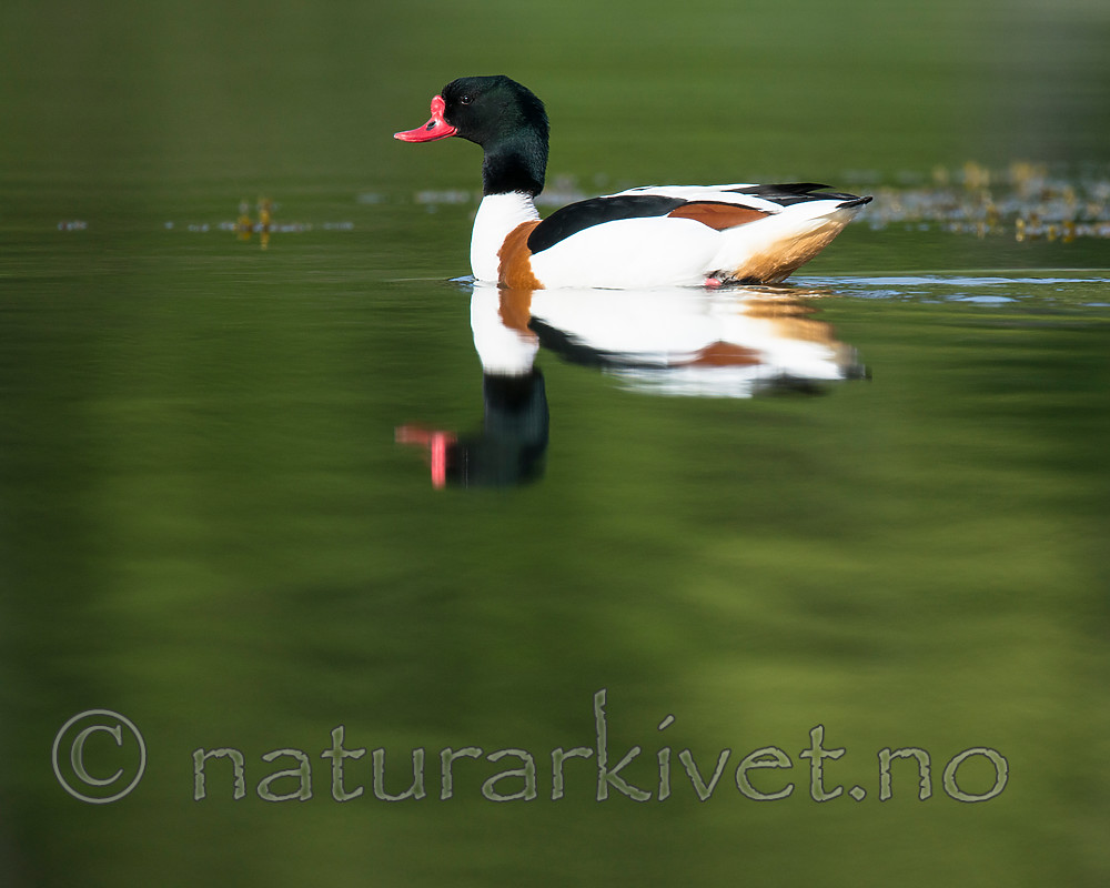 BB 15 0494 / Tadorna tadorna / Gravand