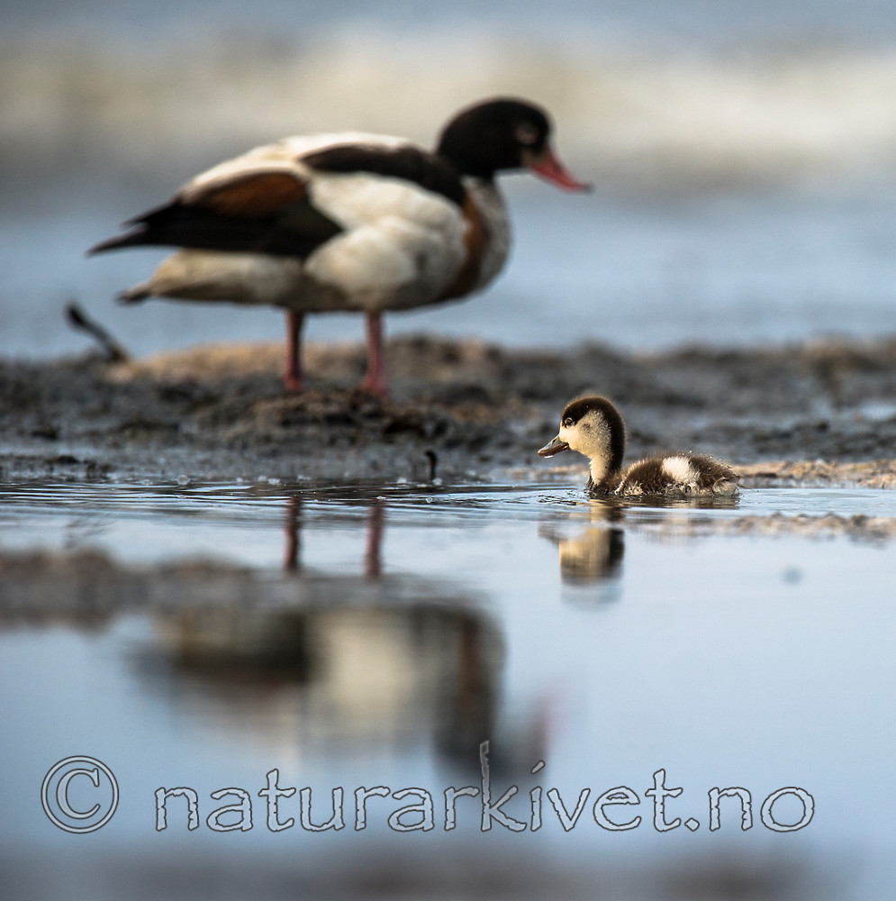 BB 15 0495 / Tadorna tadorna / Gravand