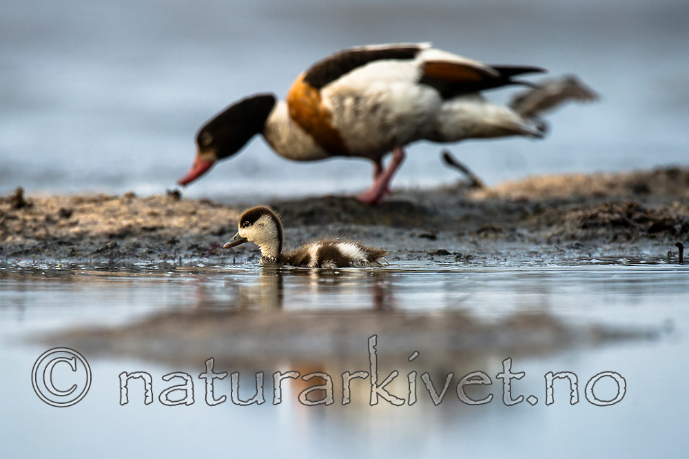 BB 15 0497 / Tadorna tadorna / Gravand