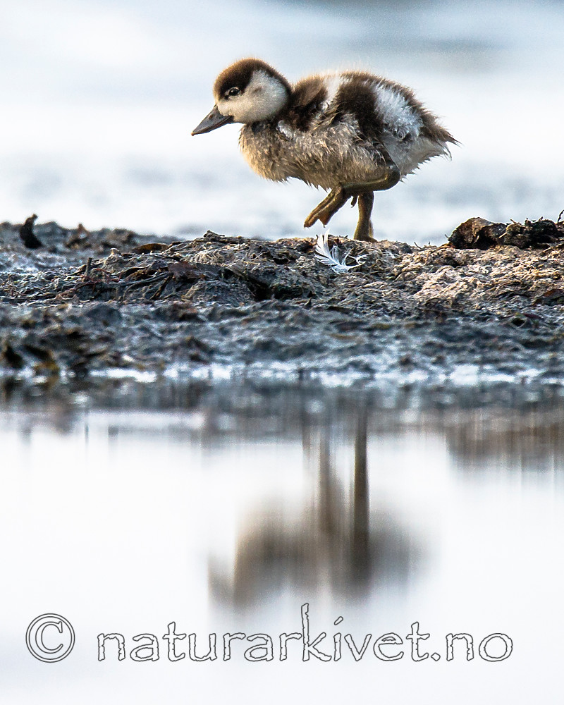 BB 15 0501 / Tadorna tadorna / Gravand