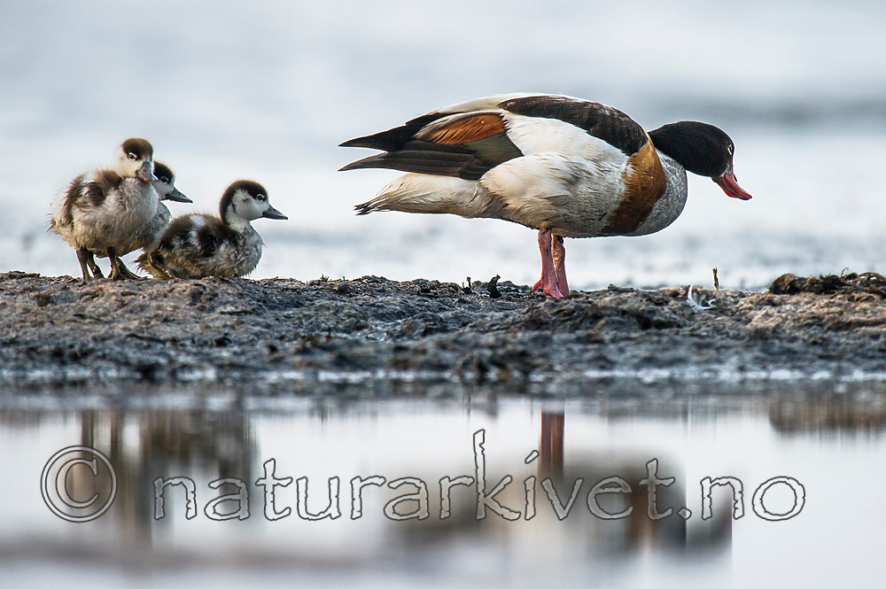 BB 15 0502 / Tadorna tadorna / Gravand