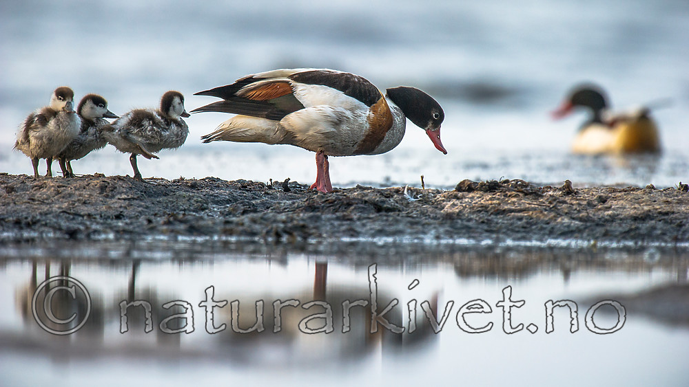 BB 15 0503 / Tadorna tadorna / Gravand