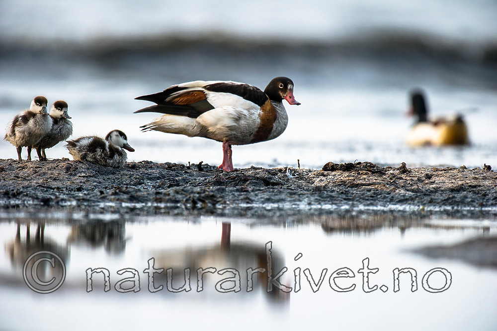 BB 15 0504 / Tadorna tadorna / Gravand