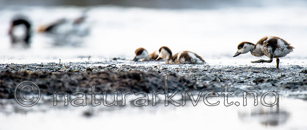 BB 15 0505 / Tadorna tadorna / Gravand