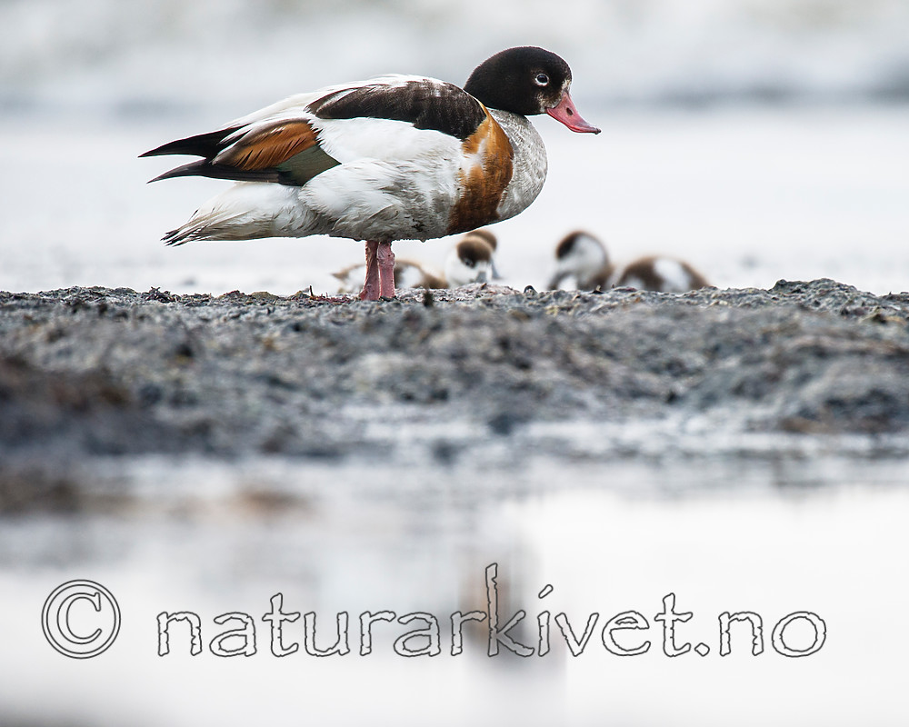 BB 15 0506 / Tadorna tadorna / Gravand