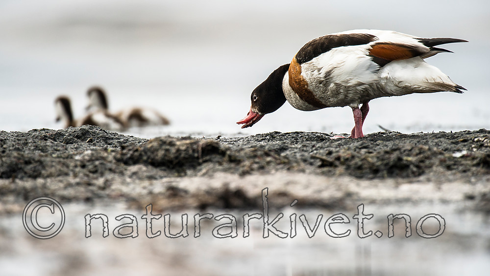 BB 15 0507 / Tadorna tadorna / Gravand