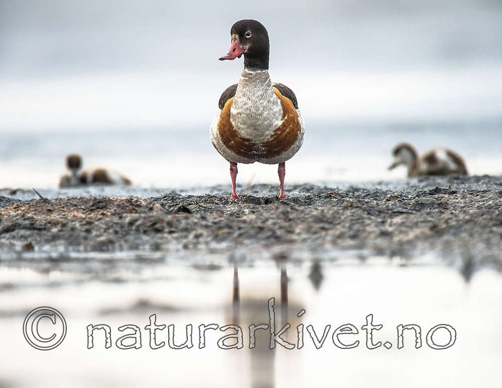 BB 15 0508 / Tadorna tadorna / Gravand