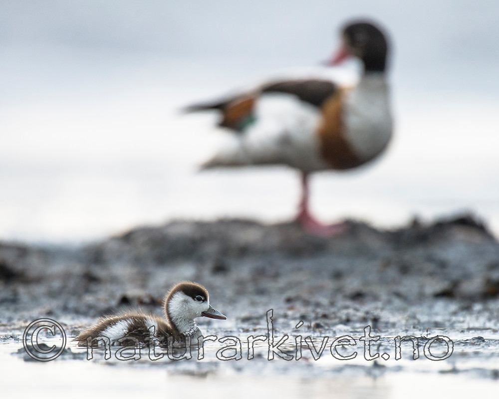 BB 15 0510 / Tadorna tadorna / Gravand