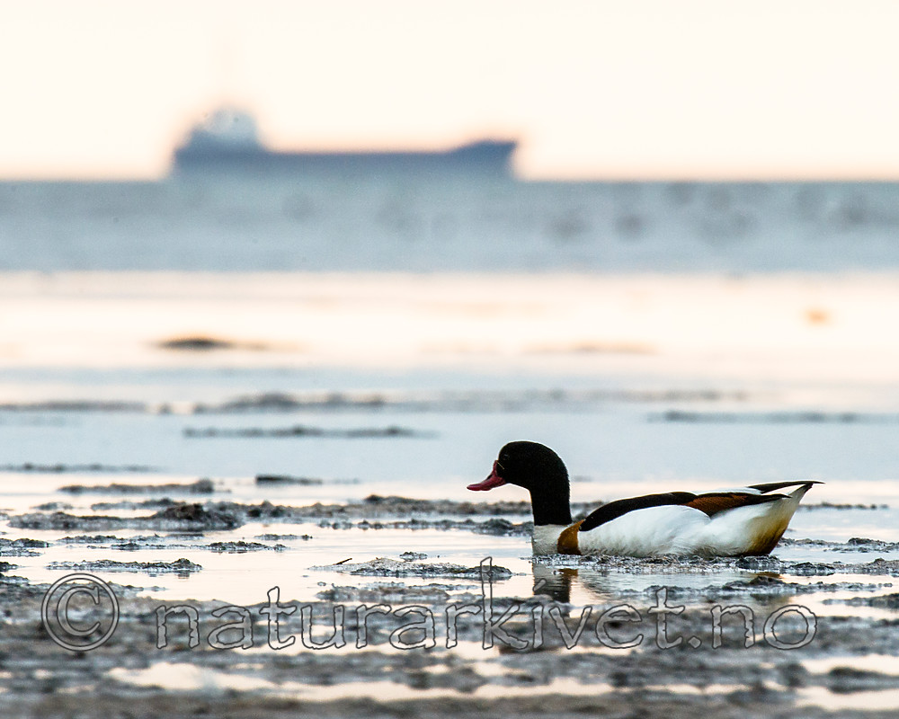 BB 15 0514 / Tadorna tadorna / Gravand