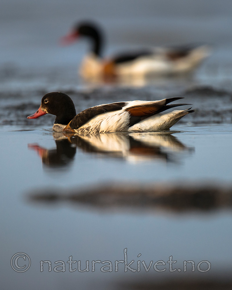 BB 15 0522 / Tadorna tadorna / Gravand