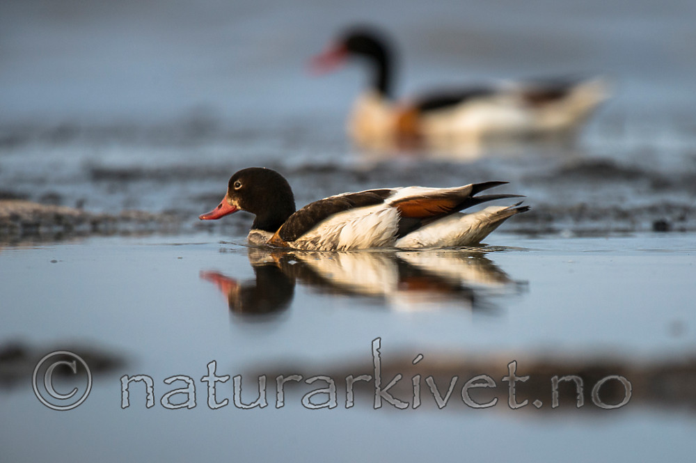 BB 15 0523 / Tadorna tadorna / Gravand