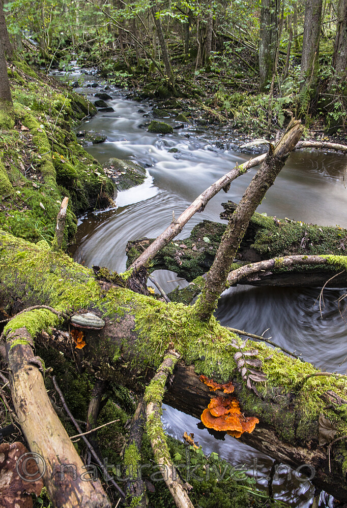 BB 15 0534 / Pycnoporellus fulgens / Flammekjuke