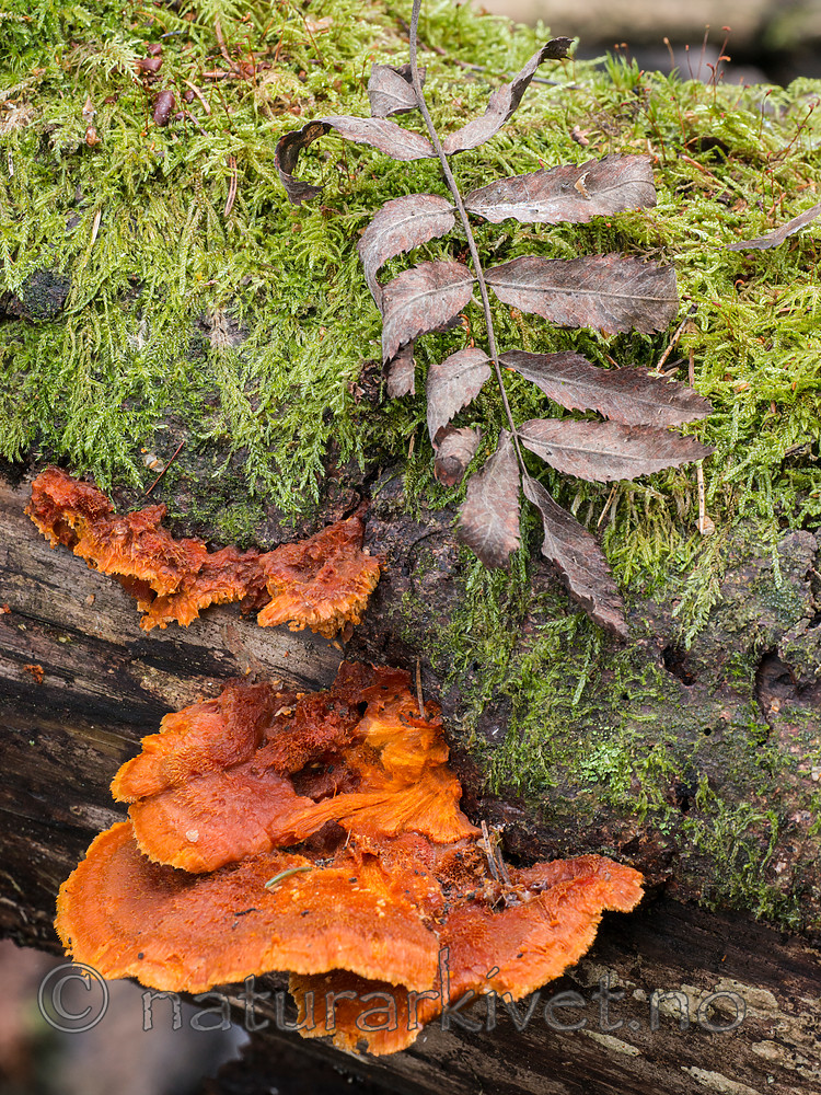 BB 15 0535 / Pycnoporellus fulgens / Flammekjuke