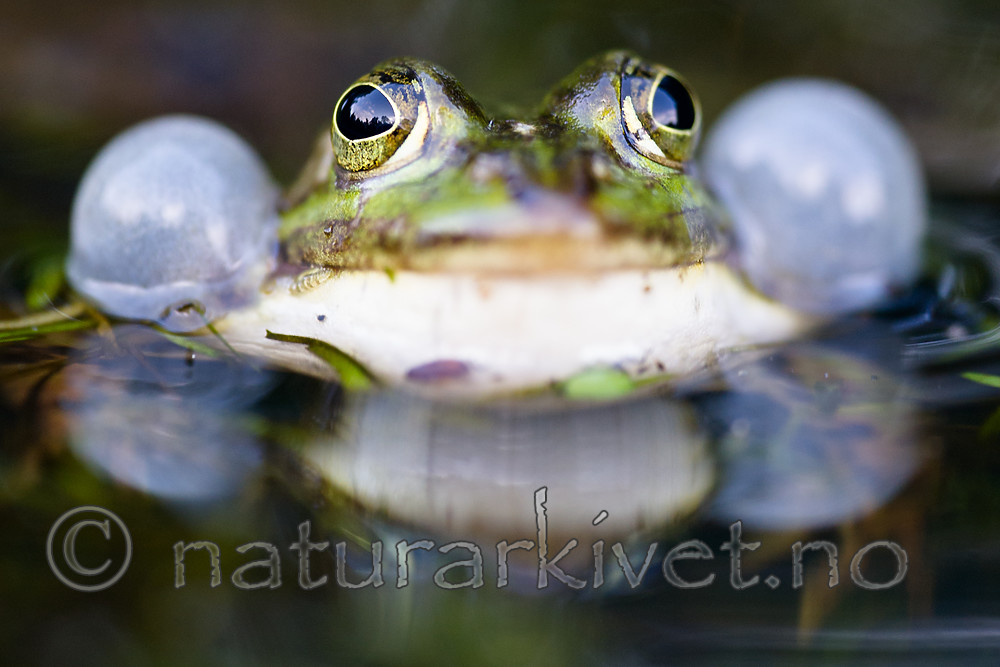 BB 15 0540 / Pelophylax esculentus / Hybridfrosk
