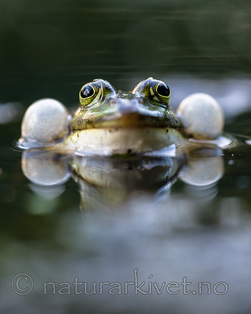 BB 15 0544 / Pelophylax esculentus / Hybridfrosk