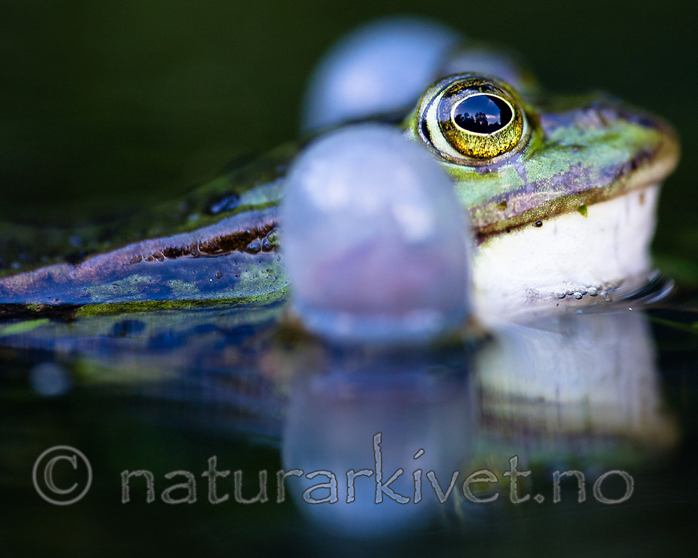 BB 15 0549 / Pelophylax esculentus / Hybridfrosk