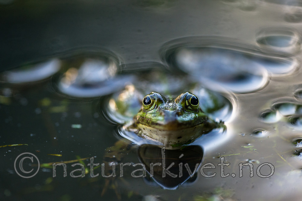 BB 15 0554 / Pelophylax esculentus / Hybridfrosk