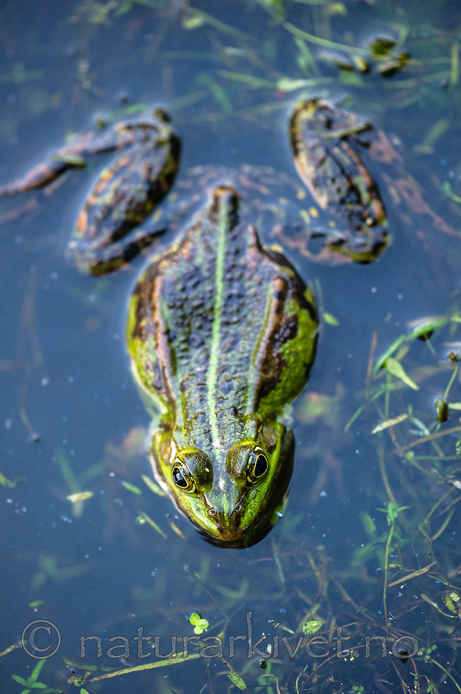 BB 15 0555 / Pelophylax esculentus / Hybridfrosk