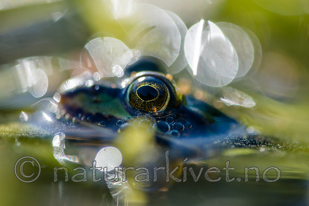 BB 15 0557 / Pelophylax esculentus / Hybridfrosk