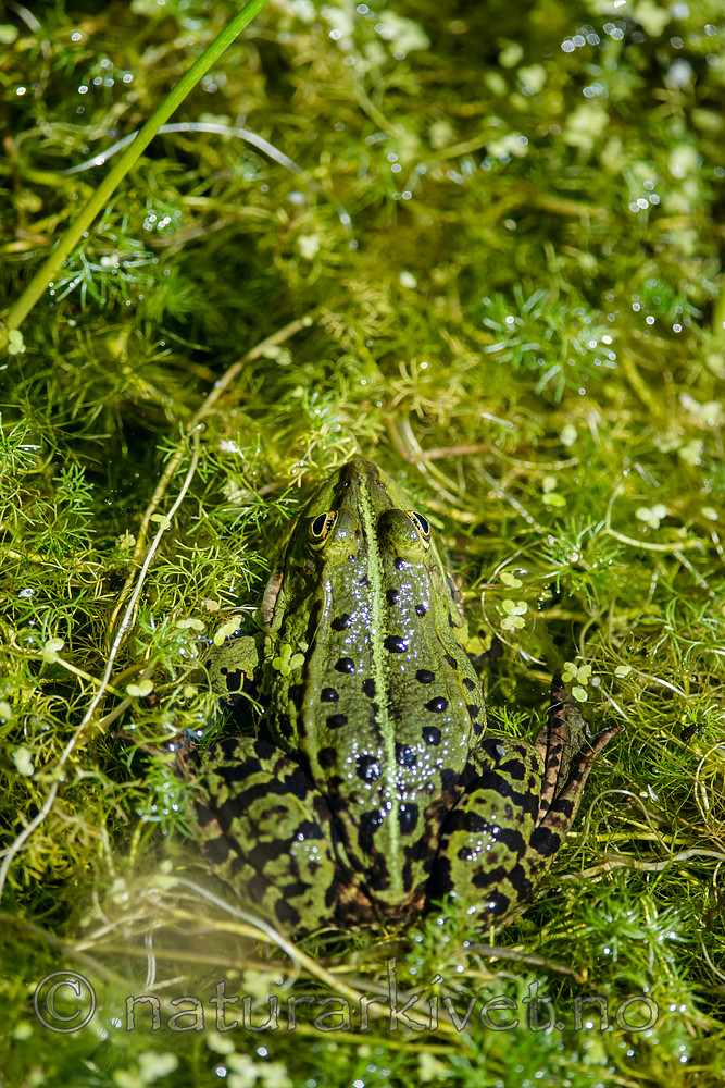 BB 15 0560 / Lemna minor / Andemat <br /> Pelophylax esculentus / Hybridfrosk