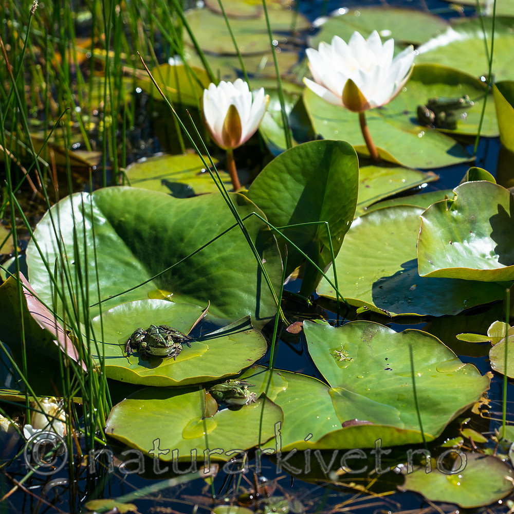 BB 15 0561 / Nymphaea candida / Kantnøkkerose <br /> Pelophylax esculentus / Hybridfrosk