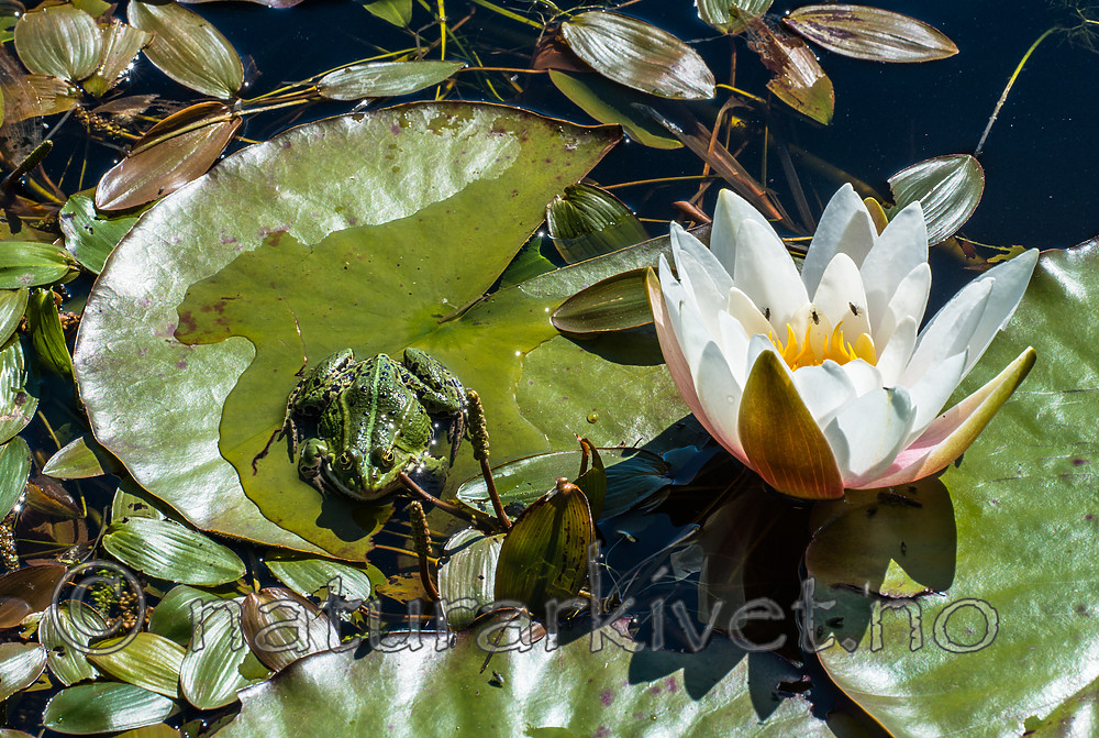 BB 15 0564 / Nymphaea candida / Kantnøkkerose <br /> Pelophylax esculentus / Hybridfrosk