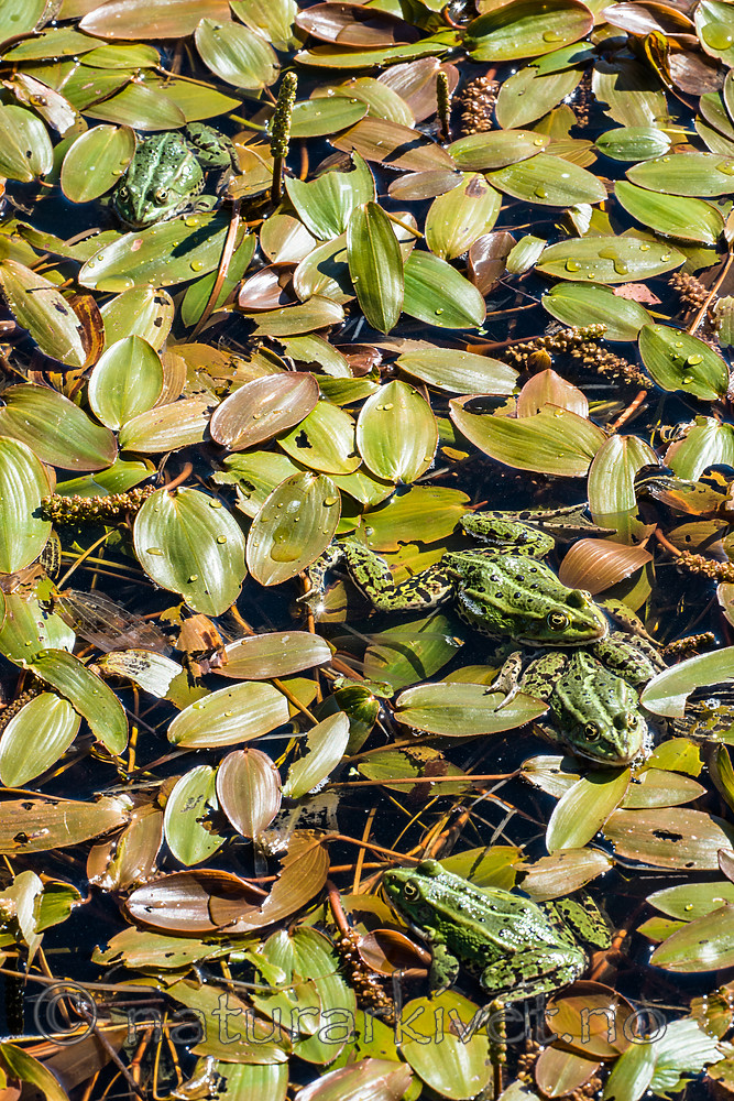 BB 15 0565 / Pelophylax esculentus / Hybridfrosk