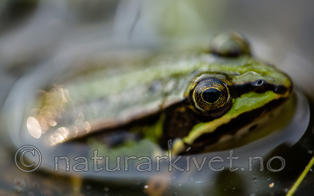 BB 15 0567 / Pelophylax esculentus / Hybridfrosk