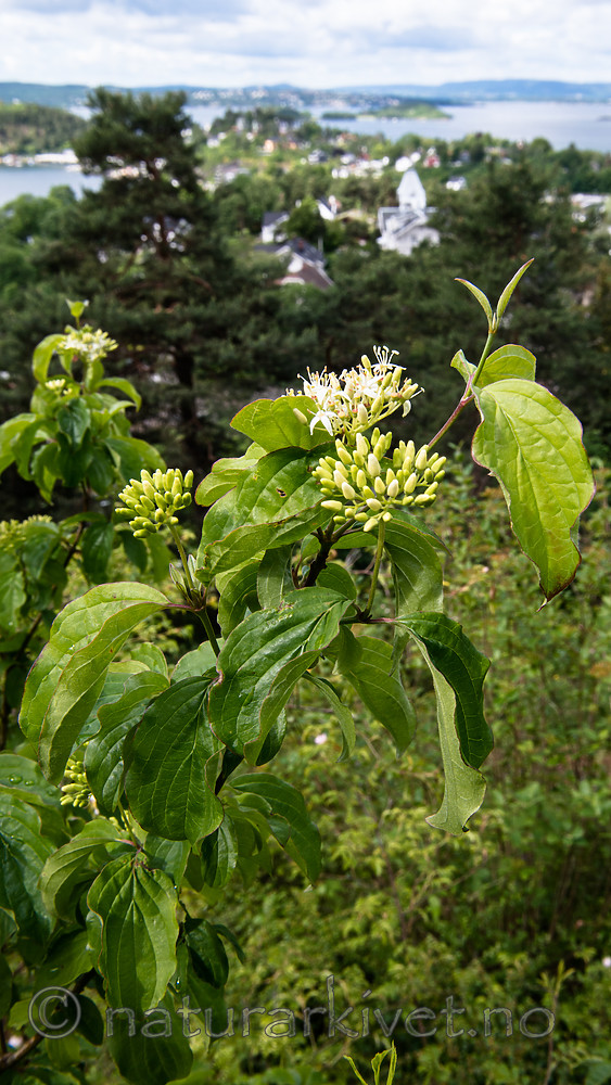 BB 15 0569 / Swida sanguinea / Villkornell