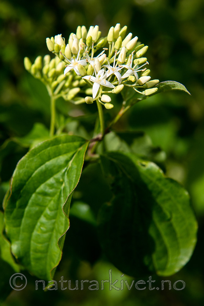 BB 15 0570 / Swida sanguinea / Villkornell