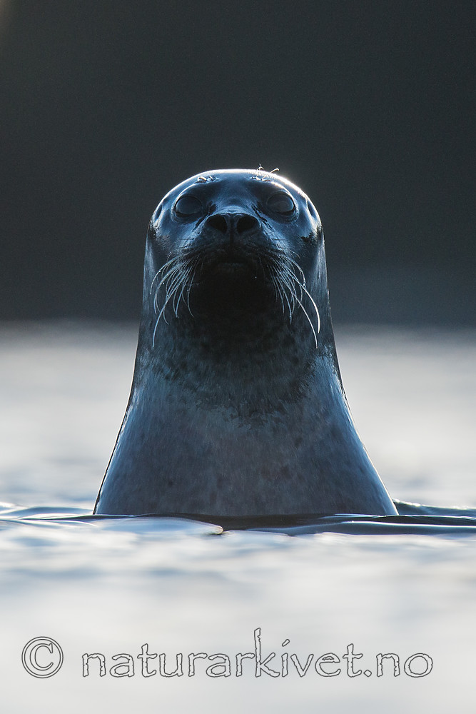 BB 15 0574 / Phoca vitulina / Steinkobbe