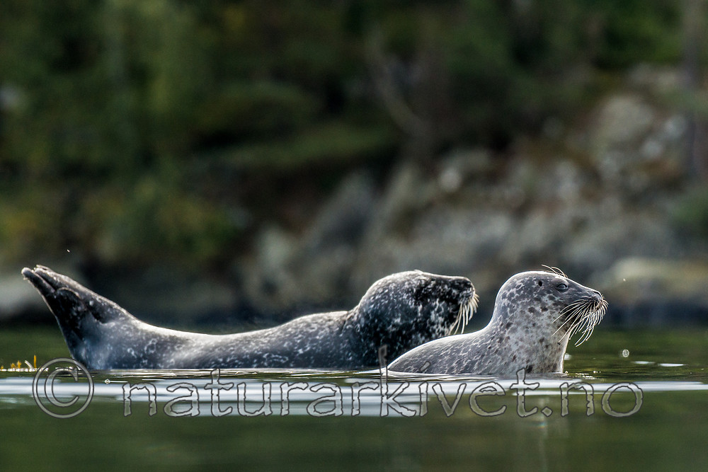 BB 15 0576 / Phoca vitulina / Steinkobbe
