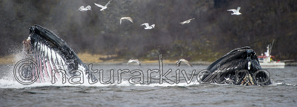 BB 15 0588 / Larus argentatus / Gråmåke <br /> Megaptera novaeangliae / Knølhval
