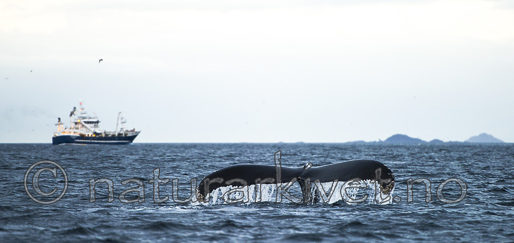 BB 15 0589 / Megaptera novaeangliae / Knølhval