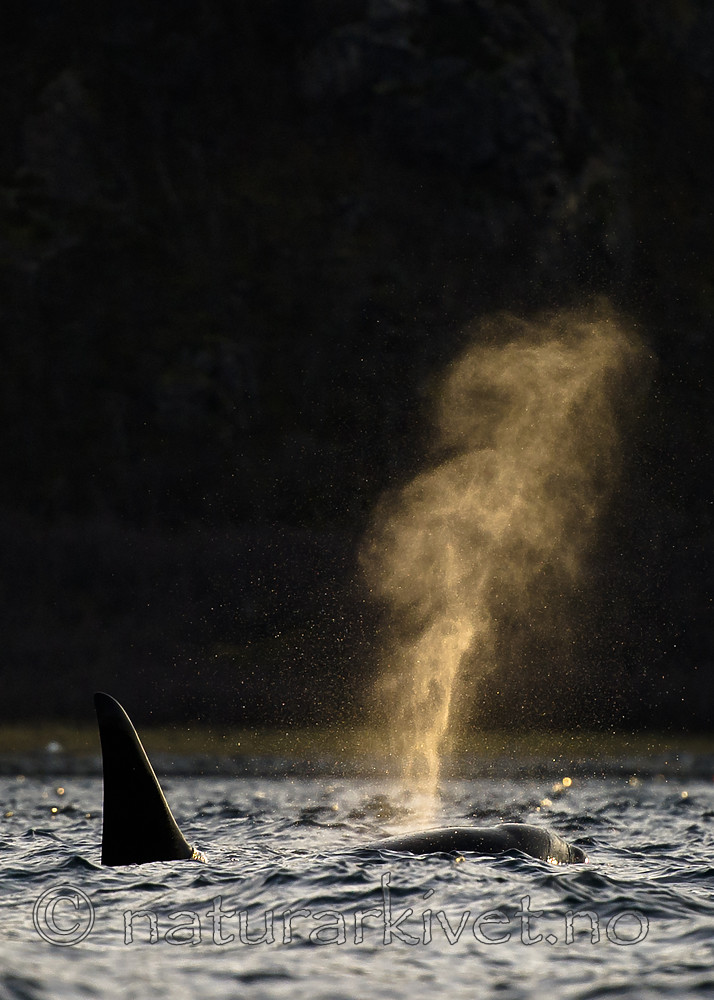 BB 15 0595 / Orcinus orca / Spekkhogger