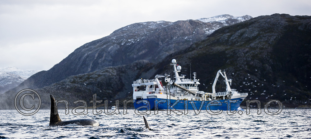 BB 15 0596 / Orcinus orca / Spekkhogger