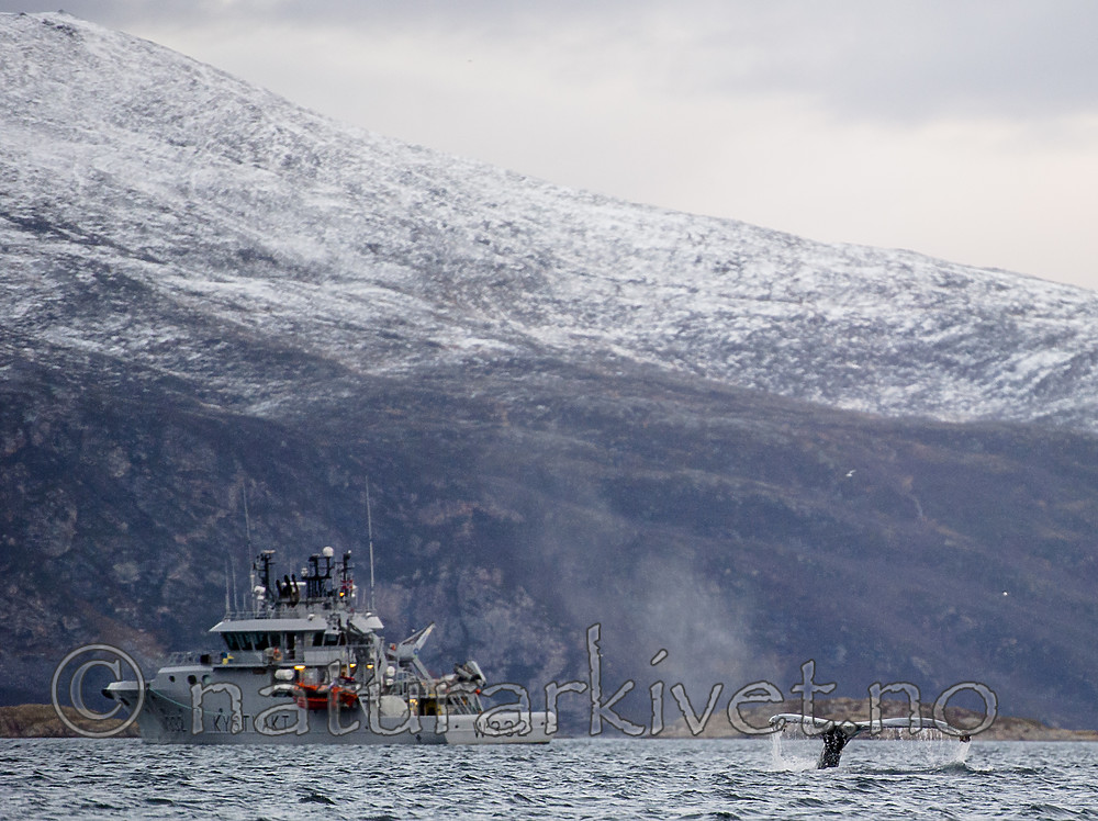 BB 15 0604 / Megaptera novaeangliae / Knølhval