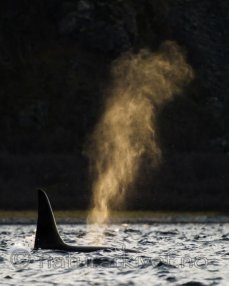 BB 15 0608 / Orcinus orca / Spekkhogger