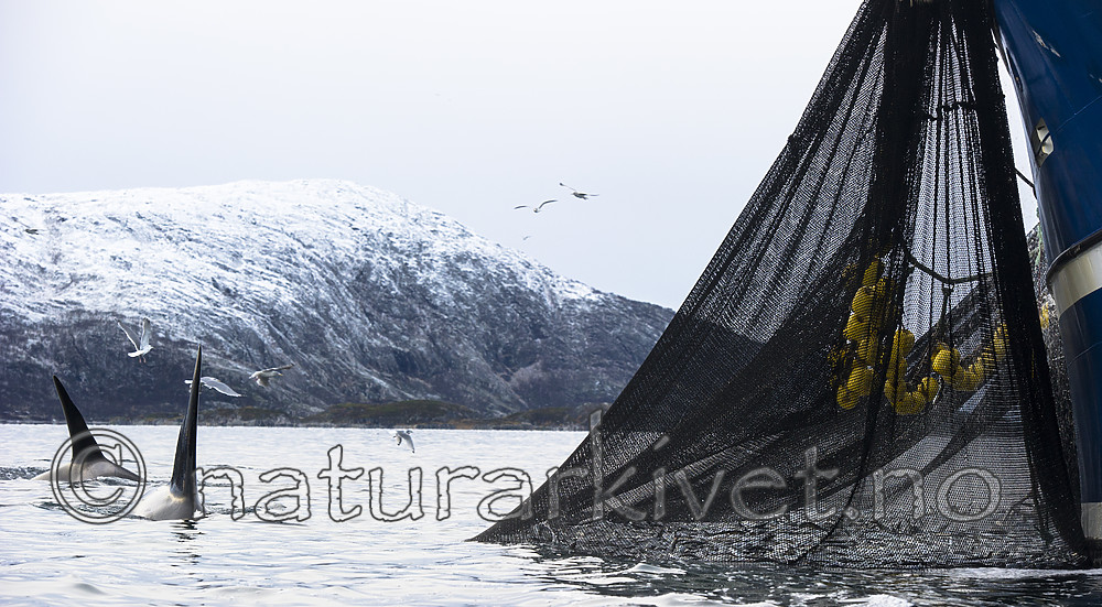 BB 15 0616 / Clupea harengus / Sild <br /> Orcinus orca / Spekkhogger