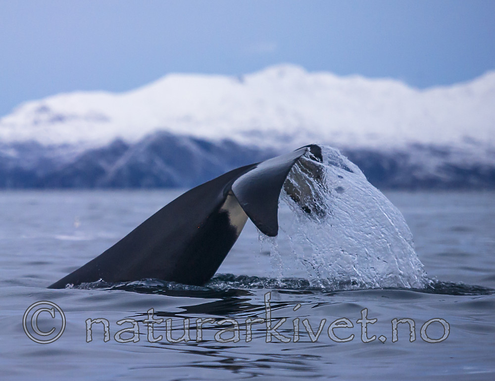 BB 15 0617 / Orcinus orca / Spekkhogger