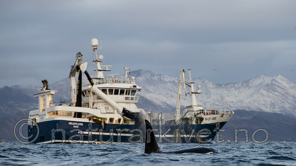 BB 15 0618 / Orcinus orca / Spekkhogger