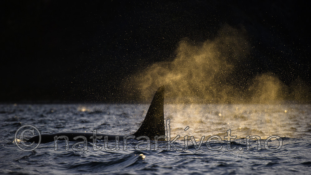 BB 15 0619 / Orcinus orca / Spekkhogger